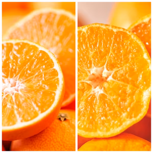 マドンナ　甘平　の食べくらべ　　愛媛県2大品種共演　予約価格