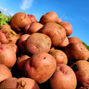 ほくほく系のじゃがいもアンデスレッド!!