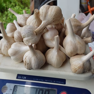 有機jas北海道ニセコ産にんにく！