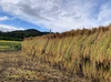 令和6年度新米⭐️天日干しコシヒカリ☆真空パックで