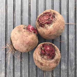 ビーツ / beetroot