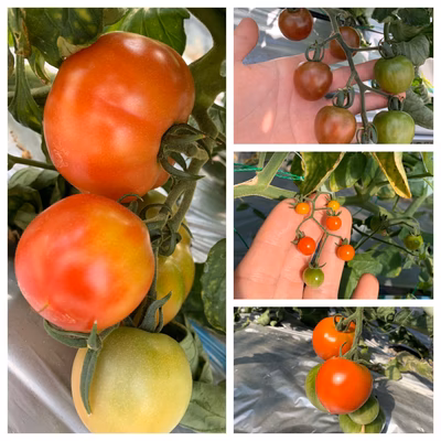 みんなの投稿の画像