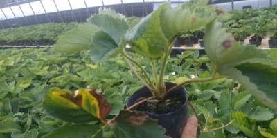 リンパン病。でも、大丈夫！