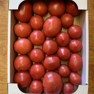 有機トマト規格外品4ｋｇ箱入