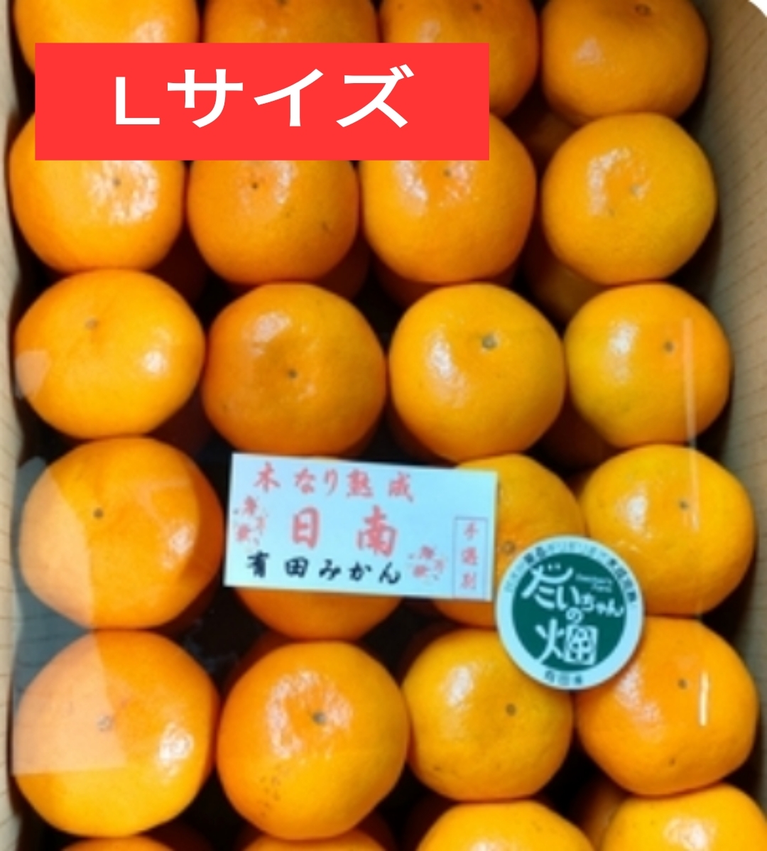 [数量限定]樹上熟成 有田みかん 夕やけみかん(Lサイズ・懐かしの甘さ) 家庭用4.8Kg(箱込+痛み保証)