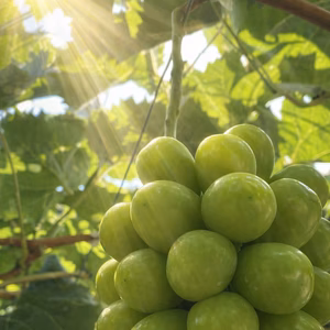 【特秀】岡山県産シャインマスカット 2房（約1kg〜1.4kg）贈答用