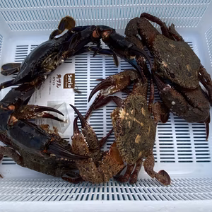 市場に出回らないカニ【イシガニ】