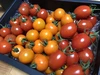 【コロナに負けない。応援価格】ミニトマト・中玉トマトの詰め合わせ １kg