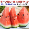 甘～いおいし～い尾花沢すいか 大玉2～3L(羅王ザ・スウィート )山形県産