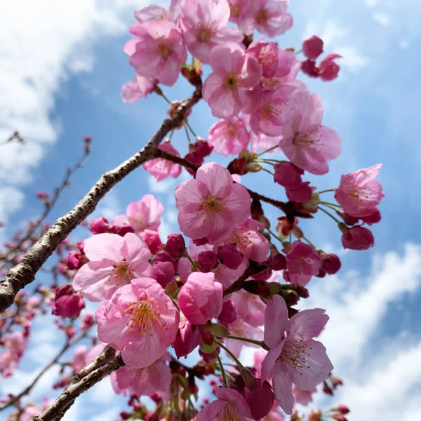 【農薬不使用】桜の塩漬け《農薬・化学肥料・着色料不使用》