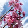 【農薬不使用】桜の塩漬け《農薬・化学肥料・着色料不使用》送料無料