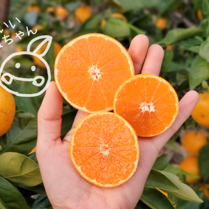 喜多農園の小粒ちゃん 早生3ｷﾛ 数量限定 本州のみ送料無料