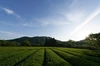 鹿児島県志布志産１００％粉末茶３種類セット