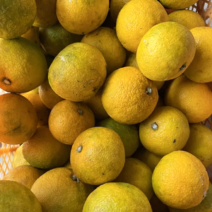 【果汁たっぷり希少柑橘】 柚香“ゆこう” 　有機JAS