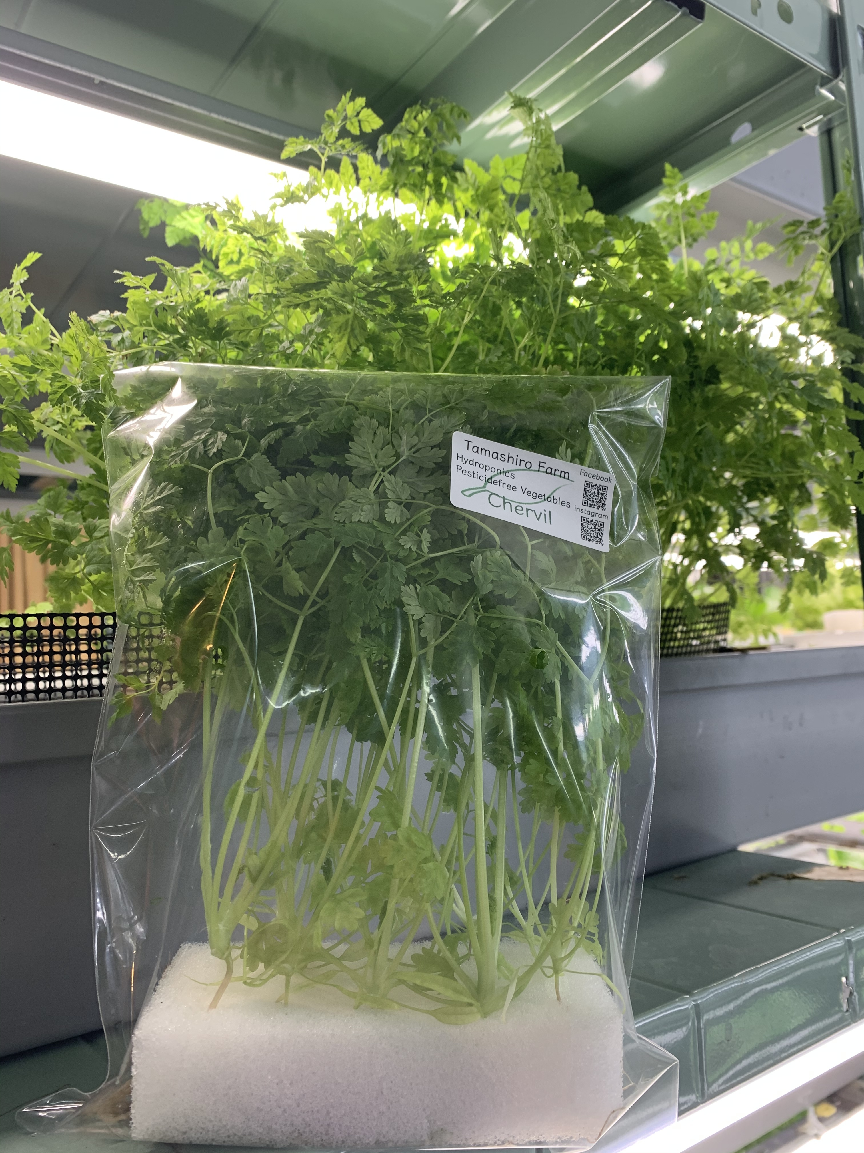 チャービル セルフィーユ 無農薬室内水耕栽培ハーブ 農家漁師から産地直送の通販 ポケットマルシェ