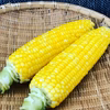 こんなに甘いトウモロコシはない！ゴールドラッシュ