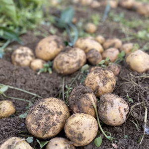 愛媛県産低農薬玉ねぎ、じゃがいも詰め合わせ