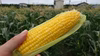 岩手県滝沢産【朝取りトウモロコシ　早期予約割】『ゴールドラッシュネオ』