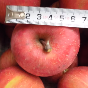 信州小布施「 サンふじ」家庭用小玉りんご　3キロ/5キロ