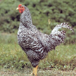 旨味たっぷり！青森シャモロック　むね肉１キログラム入り