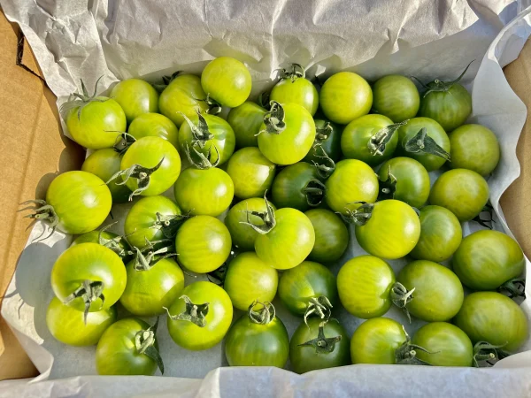 緑のミニトマト　サングリーン(1.3kg)　