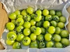 【規格外品】緑のミニトマト　サングリーン3Lサイズ(1.2kg)　