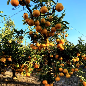 クソうまい自然農温州蜜柑＊混合サイズ【残りわずか】