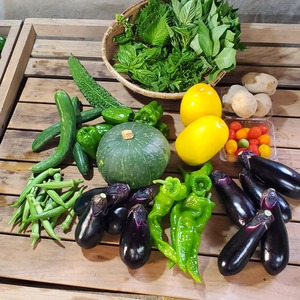 季節の野菜8~10品目を詰め合わせてお届けいたします