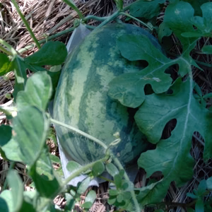 【小玉すいか入り！】日常使用する野菜を中心とした季節の野菜セット