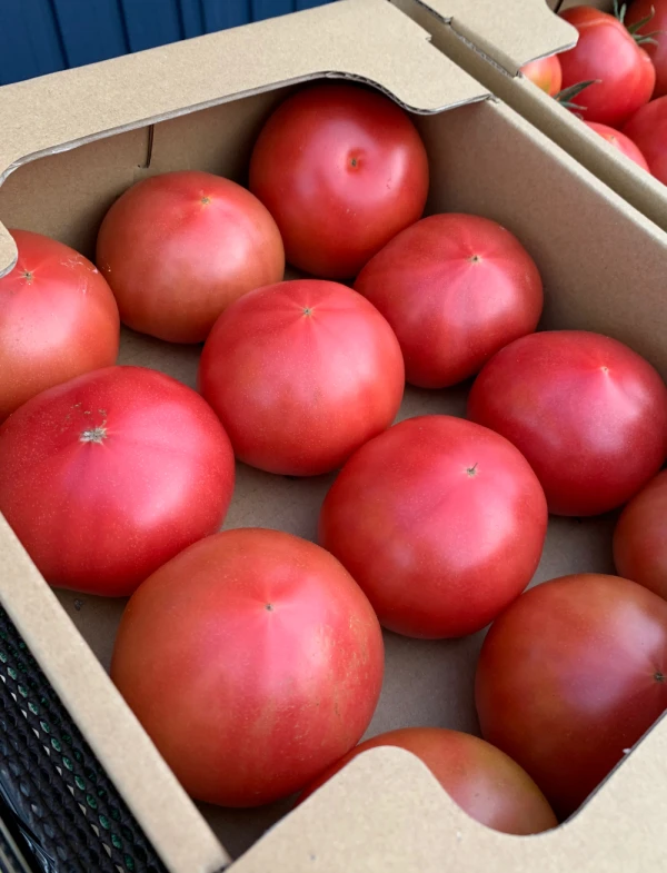 【予約・２月〜】大玉トマト！私にもごほうび！毎日ごほうび！！大きさおまかせセット