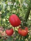 固定種トマト食べくらべ　種類おまかせ5品種セット