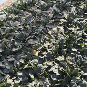 【60サイズ箱いっぱい！】生で旨い「若採りほうれん草」えぐみ無し・肥料のこだわり