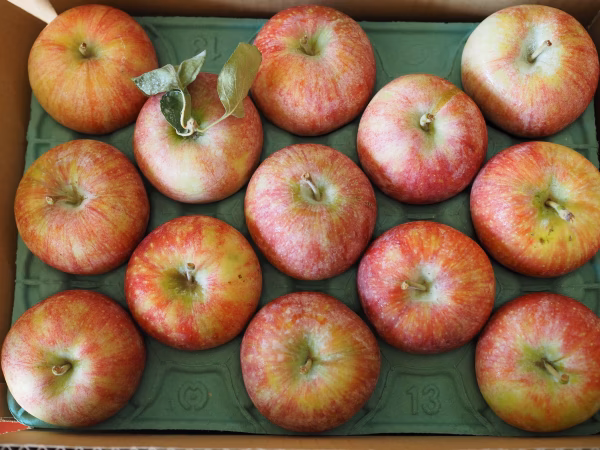 シナノリップ（小玉サイズ）/冷蔵便/特別栽培/ネオニコ系農薬不使用