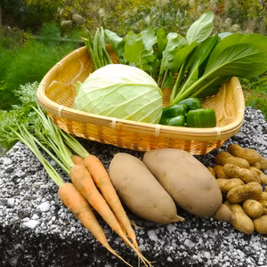 {肥料、農薬不使用}  季節の採りたてお野菜セット（Sセット）