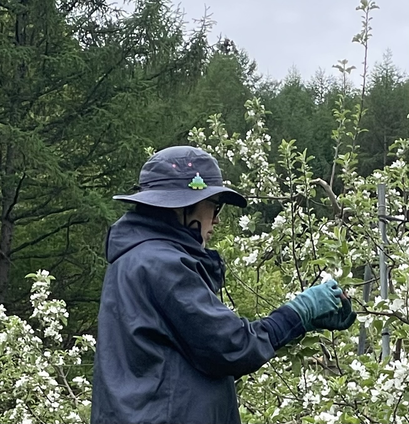 岩手県下閉伊郡岩泉町｜内村農園｜内村朋弘さんのみんなの投稿｜ポケットマルシェ｜産地直送で旬の食材が生産者(農家・漁師)から届く