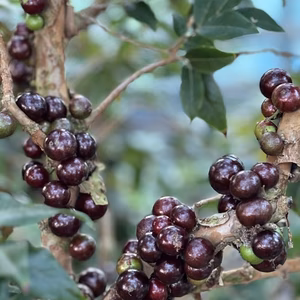 希少！濃厚な味と香り。【ジャボチカバ】生でお届けします。(クール便）