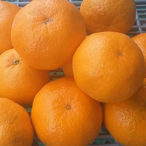 【美味しさ実感して】ポンカン（M/L混在4kg)和歌山産
