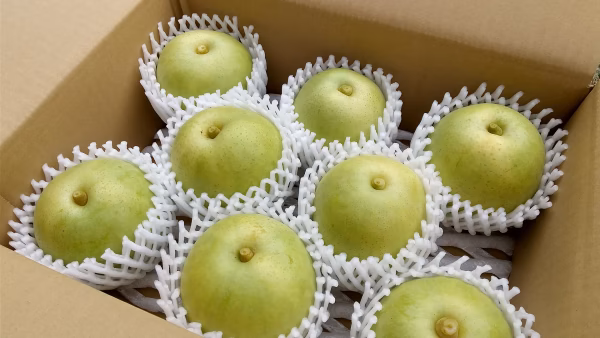 鳥取産★朝採れ二十世紀梨3kg(7～9玉入り)【9月発送】