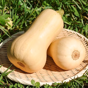 ★ナッツのような風味と甘味のある味★バターナッツ[化学農薬・化学肥料不使用]