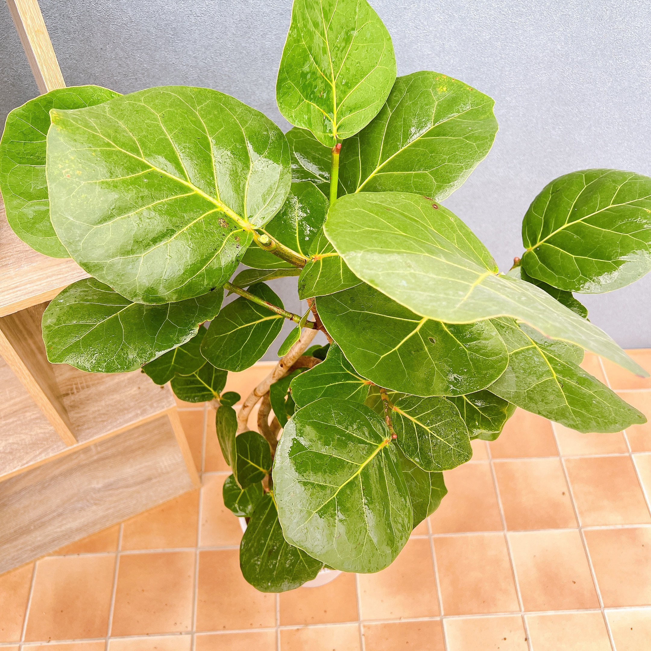 在庫販売】 海葡萄 シーグレープ 曲がり 観葉植物 希少 インテリア