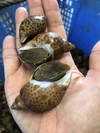 黒バイ貝 ‼️大中小ミックス  1kg 