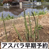 鮮度抜群　産地直送　アスパラL級以上700gちょっぴりＭ級混入　販売中
