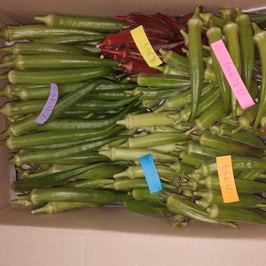 ❤毎日お一人限定❤新鮮朝獲熊本県産無農薬オクラ4-5食べ比べ100本➕おまけ野菜