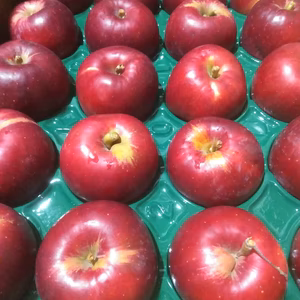 訳あり紅玉5キロ