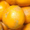 訳あり【農薬不使用】無農薬有田みかん『関東・甲信越・九州』地域向け