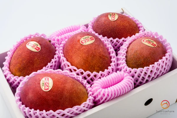 【化粧箱入り】サンライズファームのアップルマンゴー