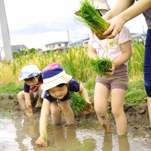 【満員御礼】【農業体験】田植え体験！山形の美味しいお米を育てませんか？
