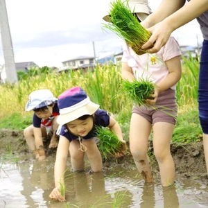 【農業体験】田植え体験！山形の美味しいお米を育てませんか？