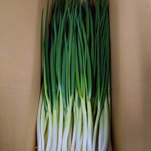 最盛期を迎えます！　岩子島のわけぎ　