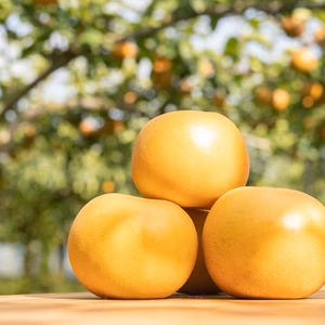 ウマすぎて全俺が泣いた！【秋月あきづき】まっちゃん梨　栃木県大田原市